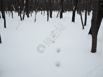 在雪地冬天背景下的树林中追踪动物图片