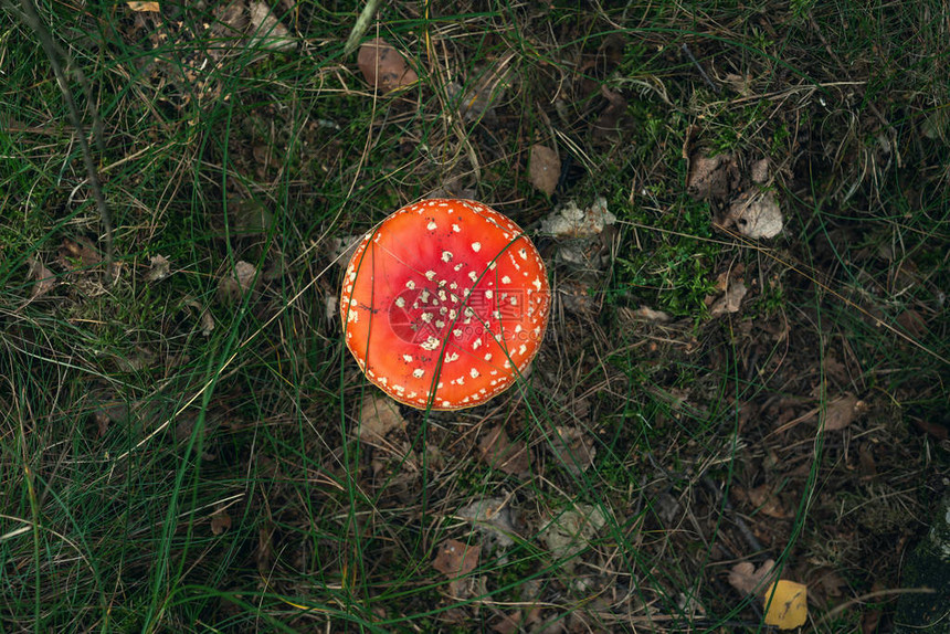 草地森林地面上的红色和白色点缀蘑菇图片