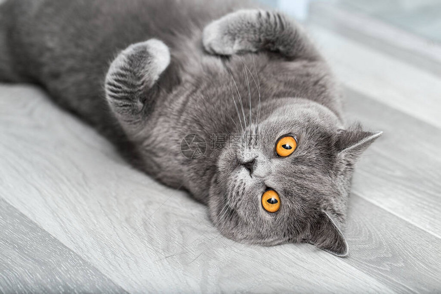 一只灰猫躺在肚子里一只长着毛绒爪的可爱猫看着图片