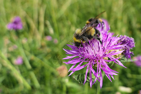 太阳紫色的花朵与大胖蜂蜜图片