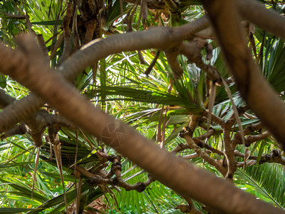 热带丛林中弯曲的树枝棕榈和图片