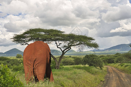 Amboseli公园中的大象和图片