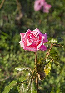 美丽的红玫瑰花在夏日花园中绽放灌木的绿叶茂盛开花植物图片