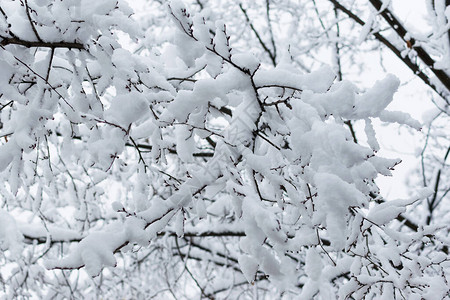 冬天雪地里的树枝以血清素为背景在寒图片