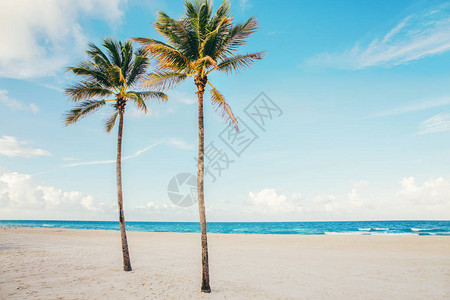 美丽的热带自然景观与两棵高大的棕榈树和海洋沙滩图片