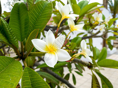 树上生长的白玉兰或鸡蛋花的特写照片图片