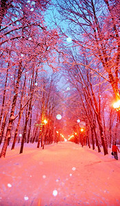 莫斯科有雪树的俄罗斯著名大学校园寒冬树小巷夜景Thang图片