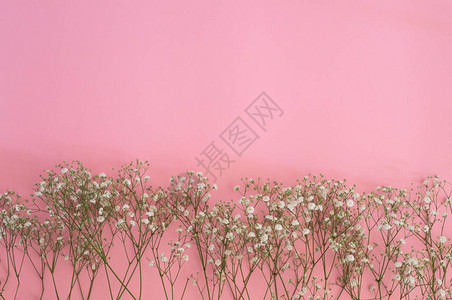 白色的满天星花粉红色背景上的满天星树枝春天背图片