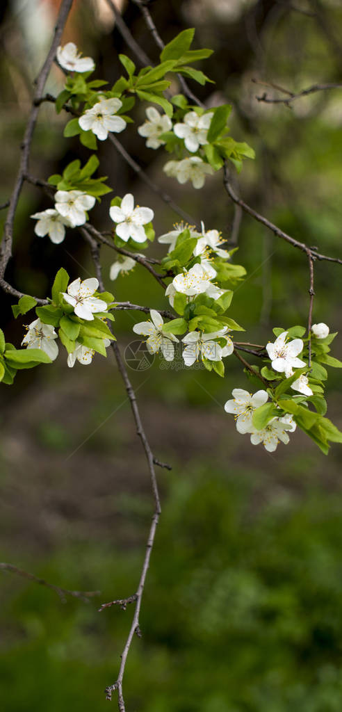 樱花美丽的春天背景春天开花在园壁纸公园里的苹果树开图片