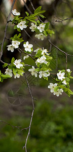 樱花美丽的春天背景春天开花在园壁纸公园里的苹果树开图片