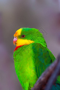 也称为Barraband的鹦鹉Barraband的鹦鹉或绿韭菜鹦鹉图片