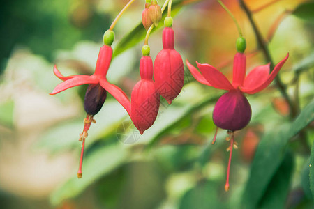 Fuchsia是开花植物的基因图片
