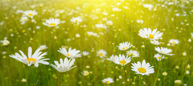 绿草中的白色洋甘菊花图片