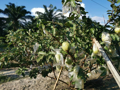 种植粉红番石榴农场的景图片