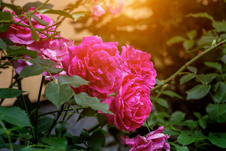 美丽明亮的粉红玫瑰花朵夏天花园里有绿色叶图片