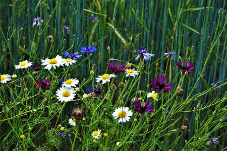 在一片草原上发现的美丽蓝色和紫色的花图片
