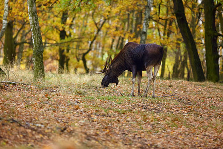 秋天森林中的驼鹿北美或欧亚科学名称Alces图片