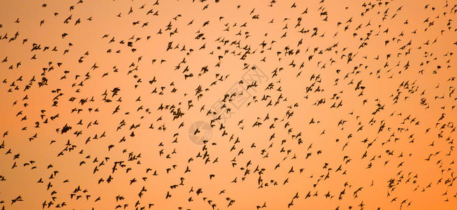 在日落的天空中飞翔的大库Shrike羊群的魔术迁徙的野鸟老挝泰国边境图片