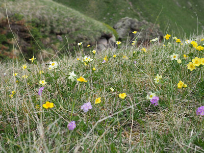 野生的第一春花山野花美丽的风景与白色和黄色的颜色图片