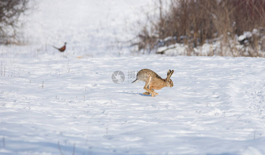 灰色野和背景自然栖息地寒冷的冬日中的野鸡图片