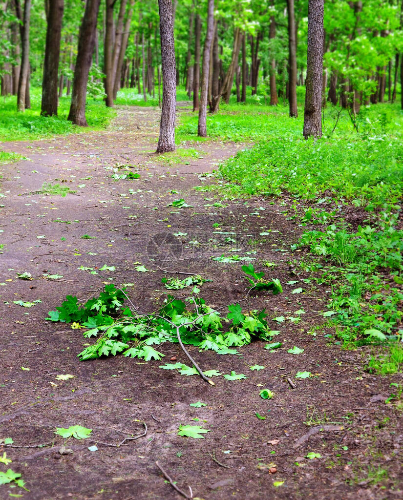 初夏强风后的公园或森林从树上撕下的树叶和树枝躺在轨道上专注于枫木壁板图片