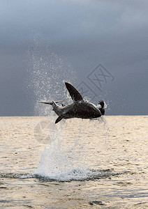 大白鲨跳跃的轮廓Carcharodoncarchari图片