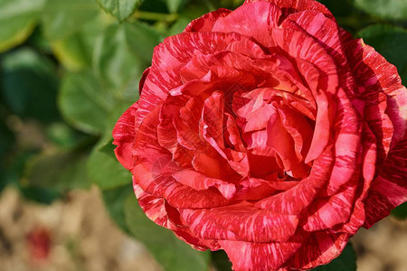 一个大发现红色的玫瑰紧贴在前景和图片