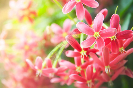 夏日盛开的仰光爬行者花朵近距离拍摄鲜艳而多彩的浅红花朵图片
