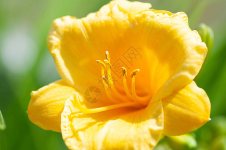 大黄花Hemerocallis图片