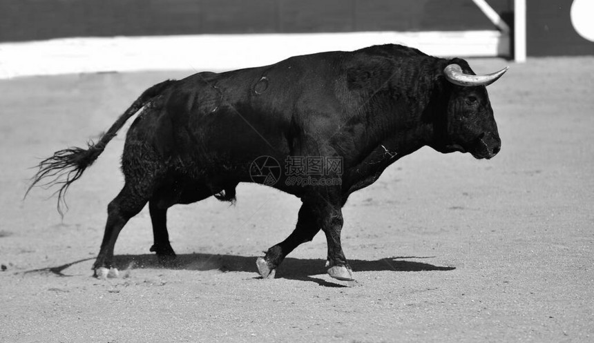 一只强壮的黑公牛在传统的西班图片