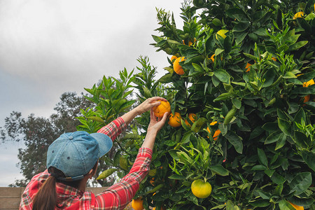 妇女从花园的橙树上摘橘子园艺收获季背景图片
