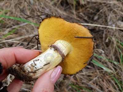 油蘑菇在手的女人秋天的森林图片