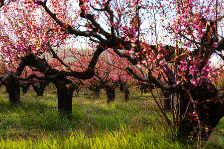 花园里盛开的桃树图片