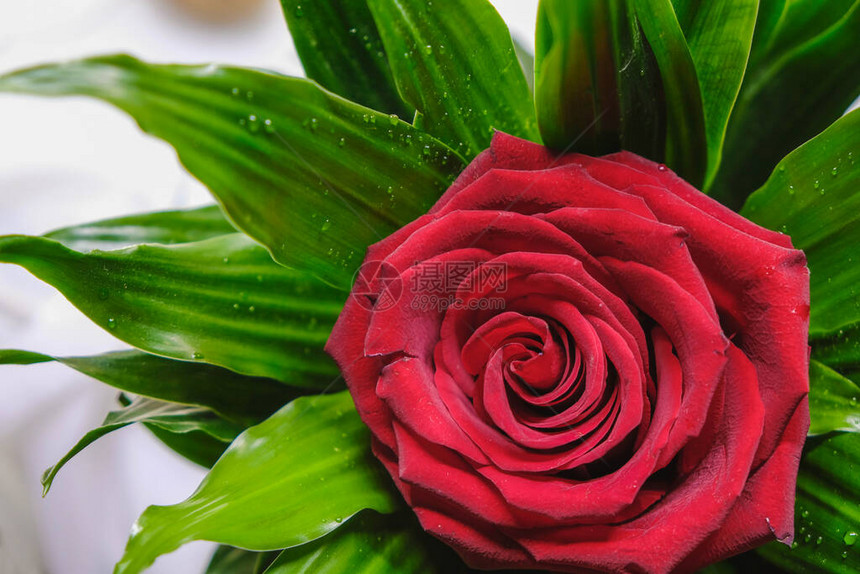 红玫瑰在棕榈叶图片