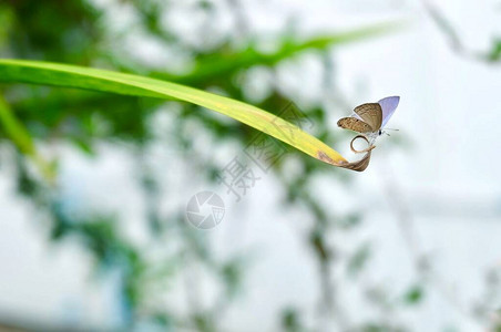 leafLuthrodesPandavaChiladesPandavaCupid平原或Leaf上的Cyccad蓝蝴蝶背景