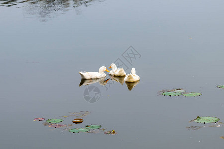 在湿地反射湖水面上漂浮的鸭子鸟海鹅天或Anatidee集体称为水禽Wading岸鸟家族北京背景图片