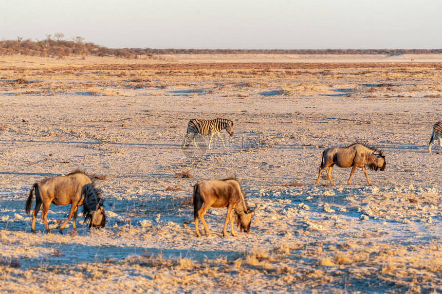 蓝野兽Connochaetestaurinus和Burchells平原斑马Equusquoggaburchelli环绕日落在埃托图片