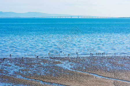 圣马特奥县从岸边欣赏旧金山湾的美景退潮时在海湾泥浆中的鸟类背景圣马特奥海沃德大桥连接旧金背景