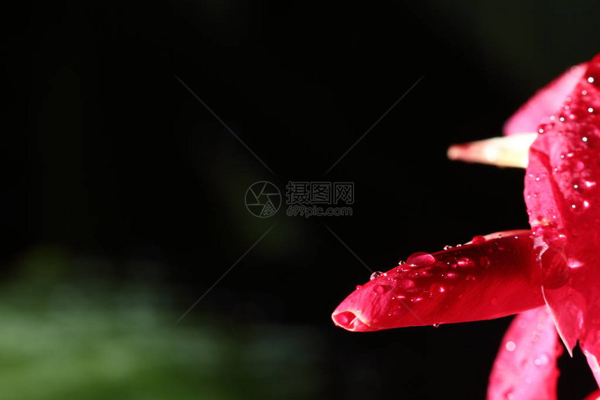 热带粉红花和雨水滴后露的深夜彩光摄影图片
