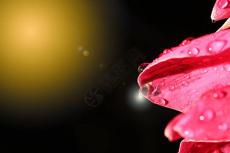 热带粉红花和雨水滴后露的深夜彩光摄影图片