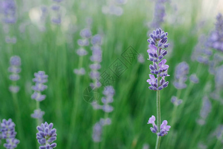 夏季花园有选择地关注紫衣植物背景图片