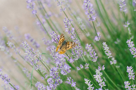 蝴蝶喝花蜜在熏衣草场图片