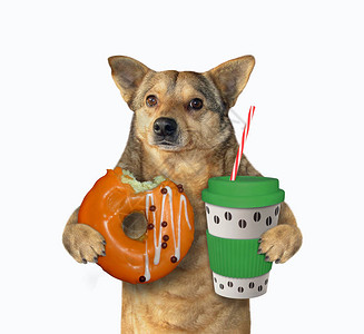 蜜豆狗拿着橙色的甜圈和绿色纸杯咖啡图片
