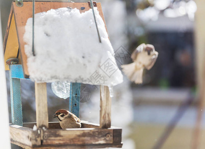 冬季鸟类麻雀喂食槽图片