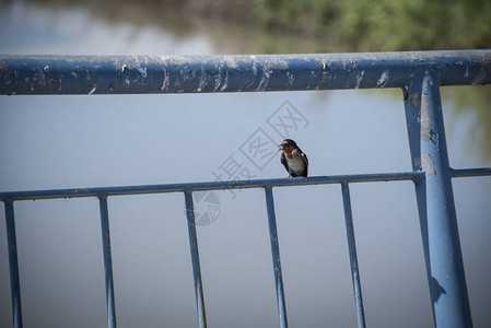 小雨燕栖息或休息在铁桥栏上背景图片