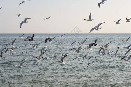 海鸥和鸽子在海滩的海滨阳图片