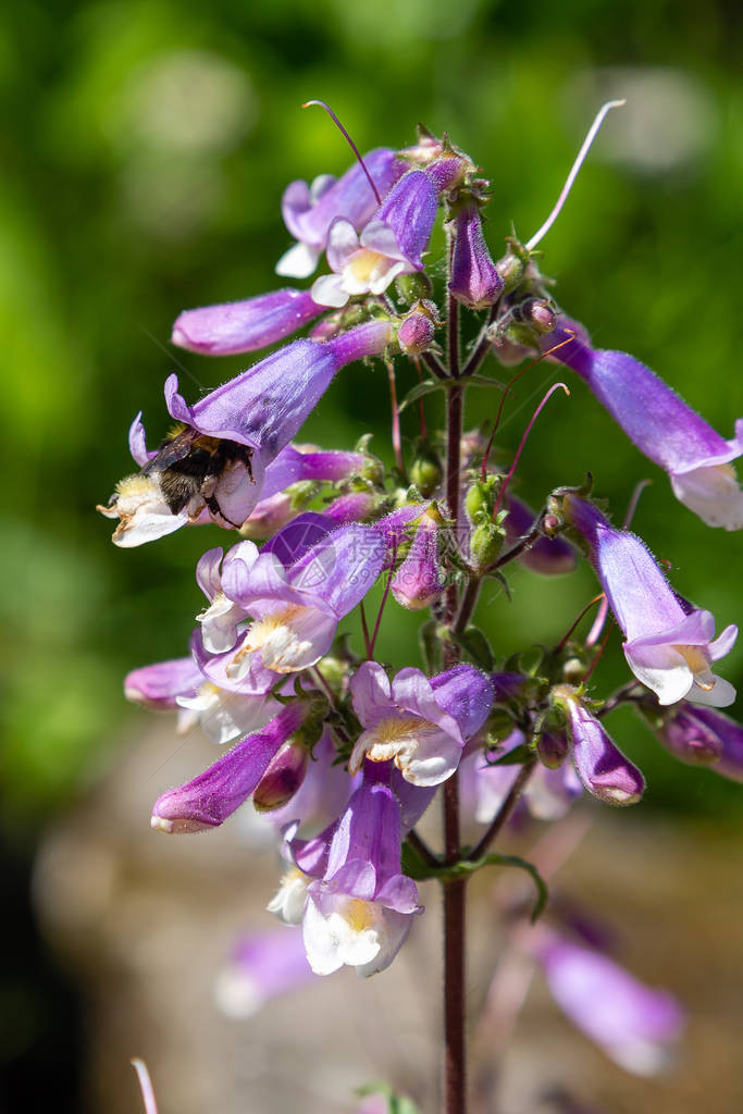 蜜蜂在多毛茯苓花上采集花蜜花园图片