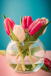 蓝色背景上的玻璃花瓶中的粉色和白色郁金香女人节的礼物贺背景图片