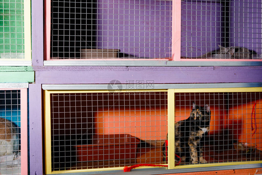 多色猫在笼子里玩耍和放纵