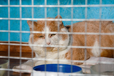 毛长发红头发的白猫悲哀地看着笼子后面在动图片